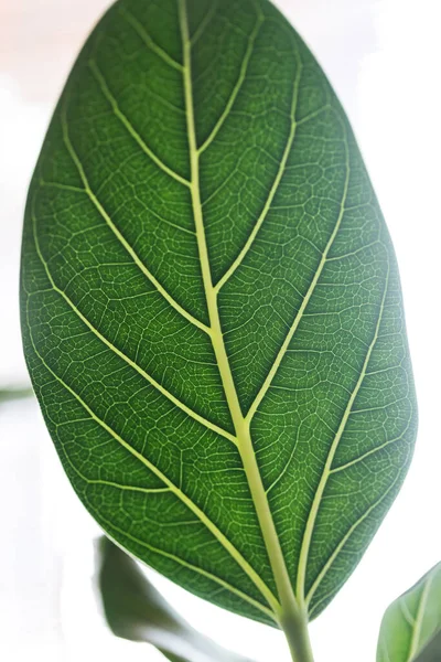 Macro Ficus benghalensis yaprağı tüm damarları ve yapısıyla görüyor..
