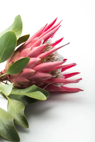 Beyaz arkaplanda büyük protea çiçeği makro ayrıntıları.