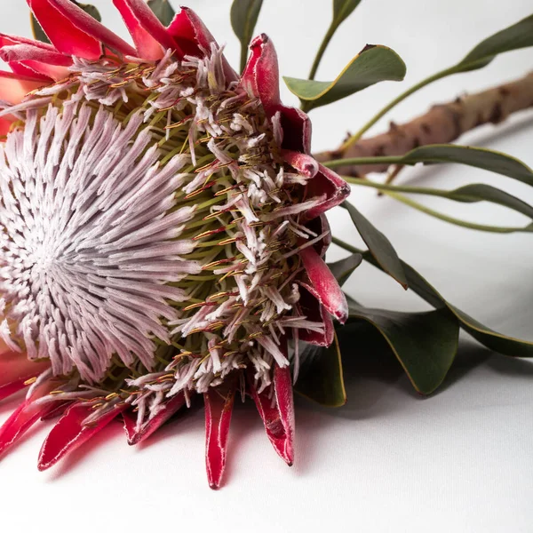 Beyaz arka planda dev kırmızı Protea caffra..