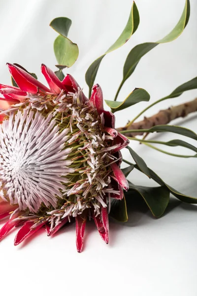 Beyaz arka planda dev kırmızı Protea caffra..