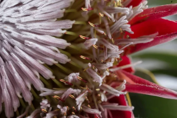 Nagy Piros Protea Stamens Makró Fotó — Stock Fotó