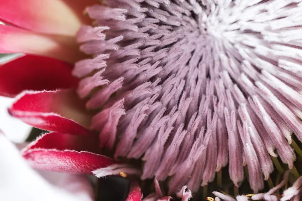 Big Red Protea Stamens Macro Photo — Stock Photo, Image