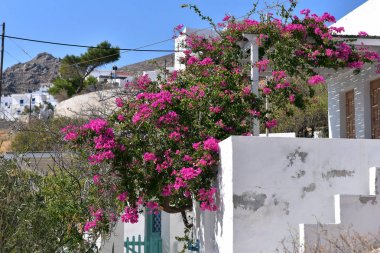 Dekoratif çiçek tencere ile begonvillerle tarihinde bir Yunan tipik evin önünde yerleştirilir ada Serifos, Yunanistan
