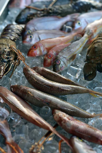 Peixes Recentemente Capturados Gelo Para Venda Restaurante Grego Fish Milos — Fotografia de Stock