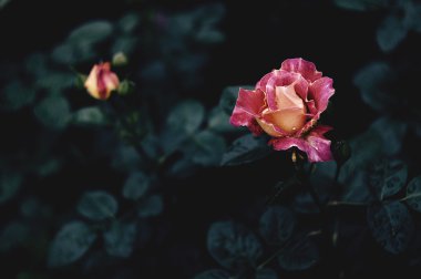 Çalılıkların içinde iki adet gül