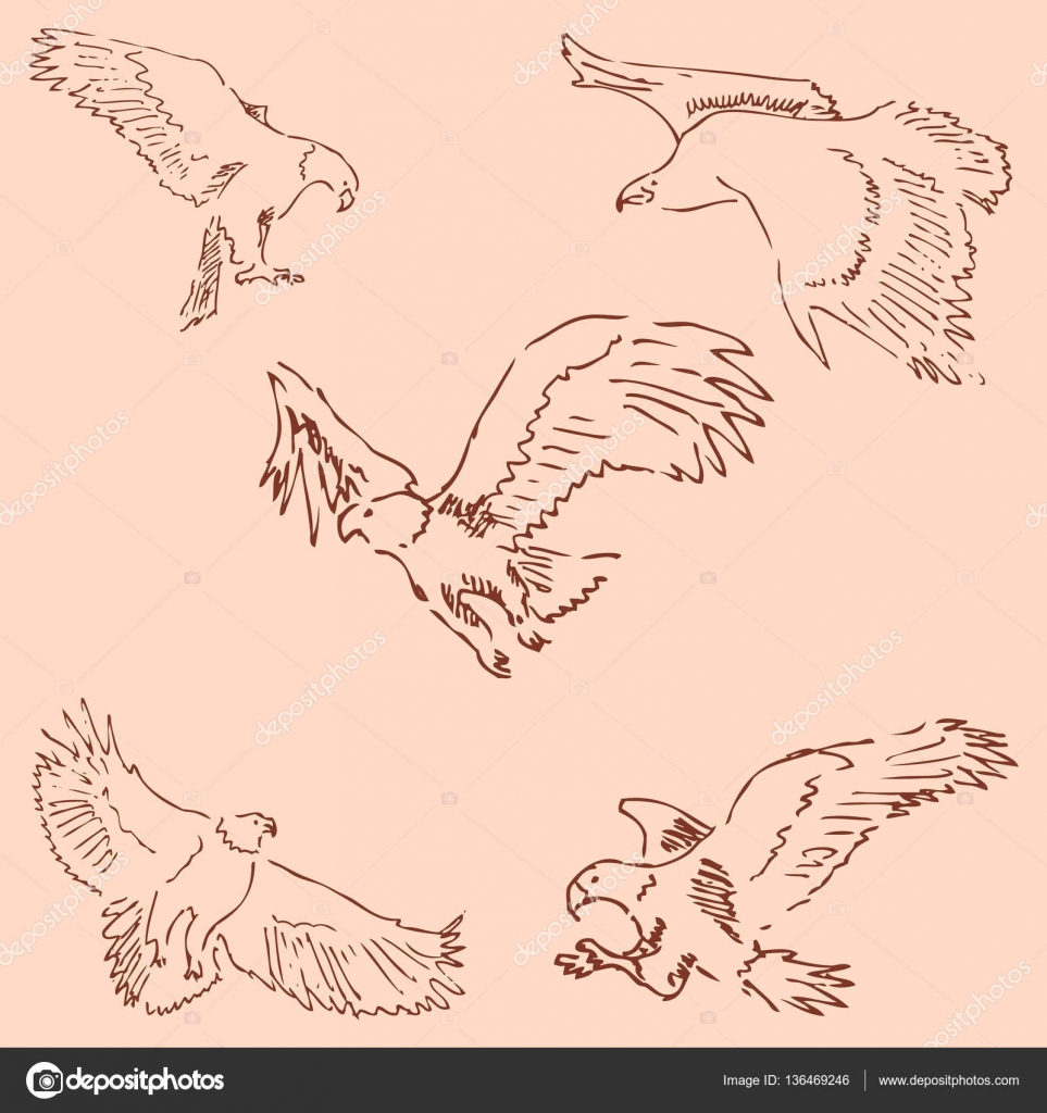 Orły Szkic Ołówkiem Rysunek Ręcznie Rocznika Kolory