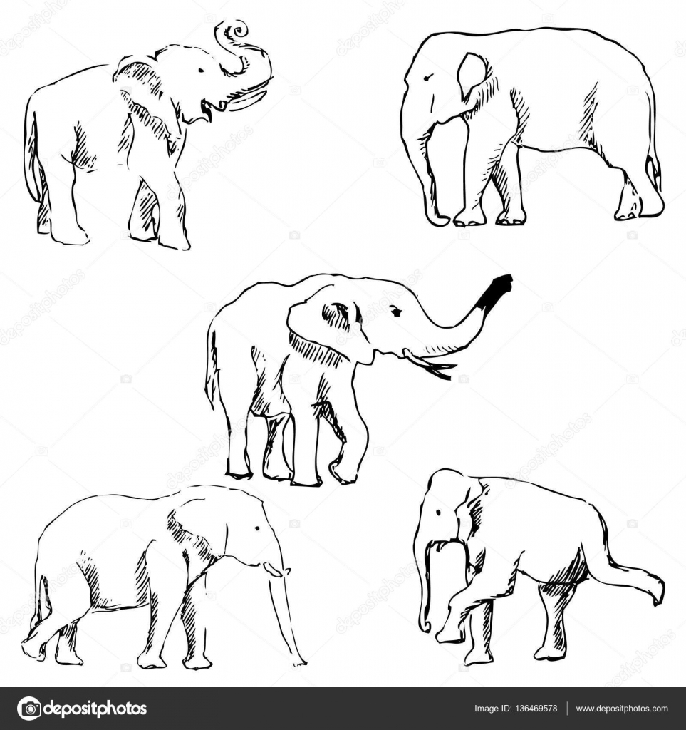 éléphants Un Croquis à La Main Dessin Au Crayon Image