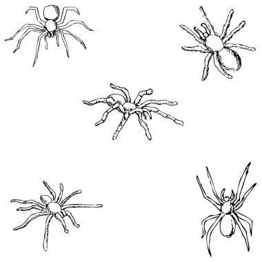 Örümcekler. Bir kroki el tarafından. Karakalem