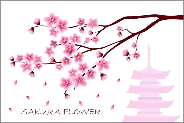 Sakura çiçek illüstrasyon vektör.