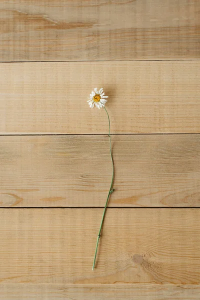 Kwiat rumianku suche dzikie pola — Zdjęcie stockowe