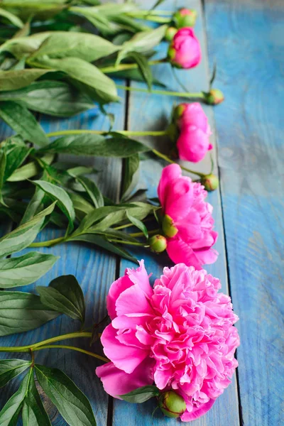 Różowe piwonie na stół niebieski — Zdjęcie stockowe
