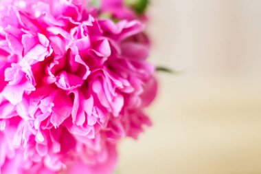 Makro Şakayık çiçeği