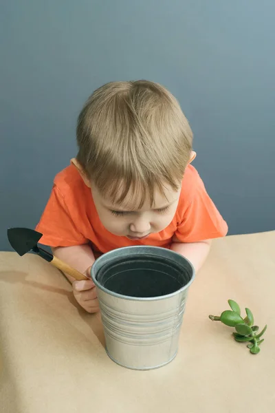 Gyermek egy crassula ovata növény növények — Stock Fotó