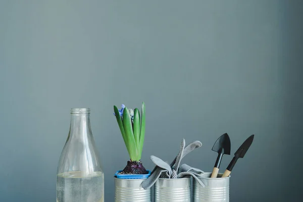 Hyacinth mix planta, luvas e ferramentas de jardinagem em panela de metal e garrafa de vidro — Fotografia de Stock