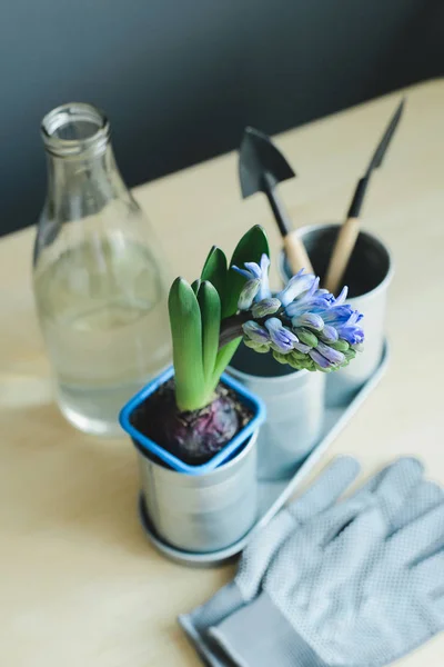 Planta de mezcla de jacinto y herramientas de jardinería en maceta de metal, guantes y botella de vidrio — Foto de Stock