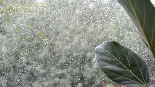 Ficus hojas de plantas con mal tiempo lluvioso fuera de la ventana — Vídeos de Stock