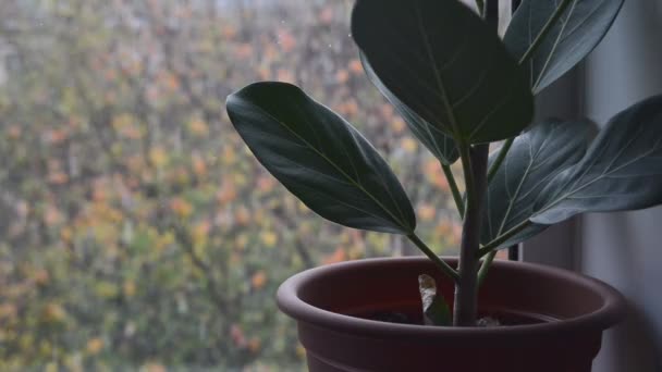 Planta Ficus Verde Maceta Marrón Alféizar Ventana Con Borrosa Caída — Vídeo de stock