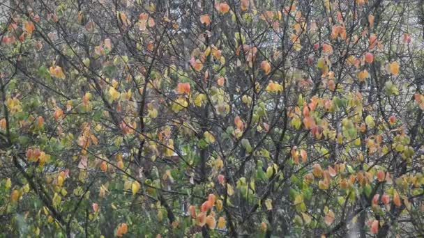 Caída Primera Nieve Otoño Fondo Los Árboles Colores Cerca Imágenes — Vídeo de stock