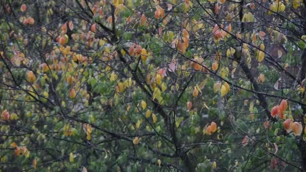 Πτώση Πρώτο Φθινόπωρο Χιόνι Πολύχρωμα Δέντρα Φόντο Κοντά Πλήρη Απόθεμα — Αρχείο Βίντεο