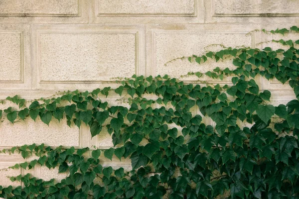 ivy evergreen foliage on white stone house wall