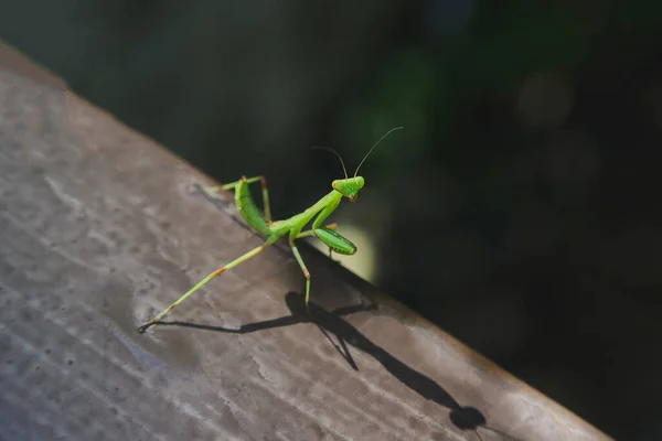 Green european mantis on old wooden board — Stock Photo, Image