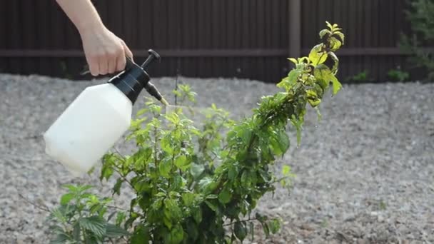 Mujer Caucásica Joven Pulverizar Plantas Plagas Insectos Enfermedades Ciruela Árbol — Vídeo de stock