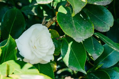 white camellia shrub with black and gray spot on green leaves