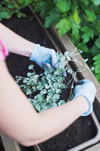 Bloemist planten bloemen in houten container pot — Stockfoto