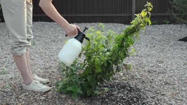 Mujer Caucásica Joven Pulverizar Plantas Plagas Insectos Enfermedades Ciruela Árbol — Vídeo de stock