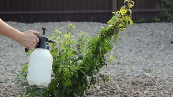 Mujer Caucásica Joven Pulverizar Plantas Plagas Insectos Enfermedades Ciruela Árbol — Vídeos de Stock