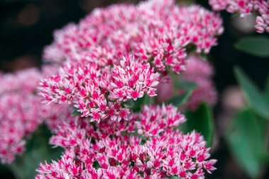 sedum telephium or Hylotelephium telephium, orpine, livelong, frog's-stomach, live-forever, Orphan John, pink colored flowers of stonecrops, closeup horizontal stock photo image background clipart