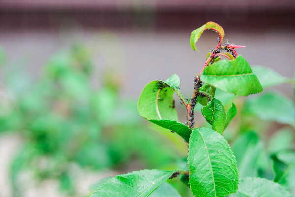 black aphids colony on stem and almond leaves, garden shrubs diseases concept, close up horizontal outdoors stock photo image