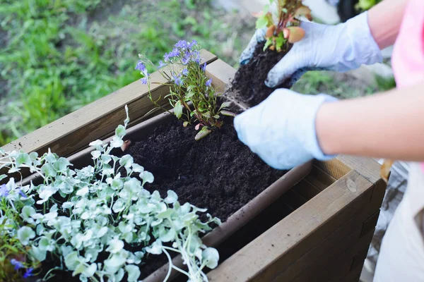 Hands Caucasian Woman Gardener Replanting Flowers Wooden Container Pot Outdoors — Stock Photo, Image