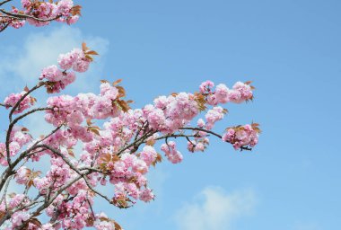 Çiçek açan pembe kiraz ya da bahçedeki sakura dalı, fotokopi alanı olan yatay açık hava fotoğrafı
