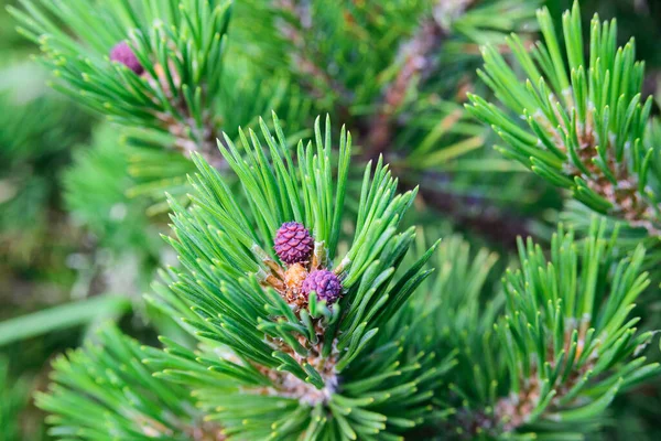 Close Young Pine Cone Green Needles Mountain Pine Bog Creeping — Stock Photo, Image