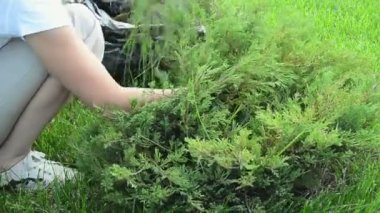 Bahçe makası ile beyaz bir kadının eli pencere pervazındaki saksıda dekoratif yeşil boxwood çalılarını kesiyor, gerçek zamanlı HD video görüntüleriyle yaşam tarzını kapatıyor.