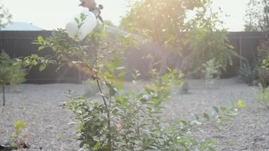 Genç beyaz kadın böceklerden, böceklerden ve hastalıklardan bitkiler sıkıyor. Bahçeye ya da bahçeye kiraz ağacı dikiyor. Yakın çekim yaşam tarzı.