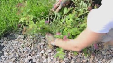 Kafkasyalı peyzaj tasarımcısı kadın taze yeşil çimen otlarını ayıklıyor, yakın plan yatay video görüntüleri fotokopi uzayı ile gerçek zamanlı