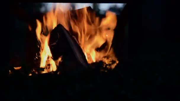 Flame fire of bonfire with birch firewood on night — Αρχείο Βίντεο