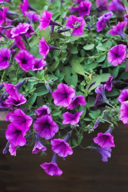 Dışarıdaki ahşap saksıda pembe petunya, bahçe düzenleme, dikey resim arkaplanı.