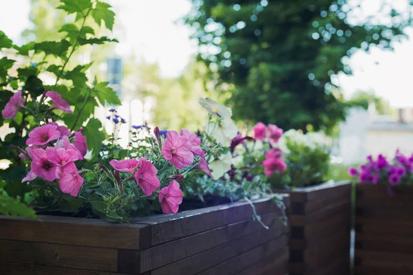 Petunia Wooden Container Flower Pot Outdoors Planting Landscaping Vertical Stock — Stock Photo, Image