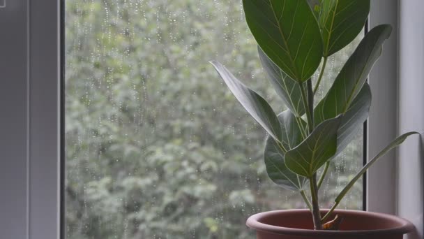 氷山植物で茶色の花のポットで悪天候夏の日の天気緑の木の上の家の窓の外にぼやけた背景 選択的なフォーカスのクローズアップフルHdストックビデオ映像リアルタイム — ストック動画