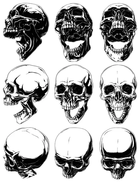 Realista fresco detallado cráneos gráficos vector conjunto — Archivo Imágenes Vectoriales