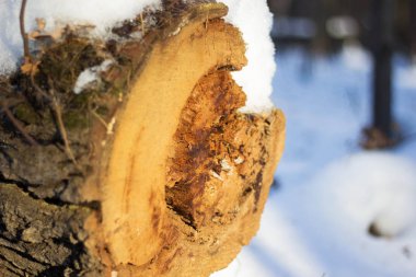 Ahşap doğa kış doku kar