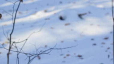 Noel oyuncaklar ile ormanda sunar