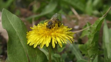 Batı bal arı (Apis mellifera) sarı çiçek.
