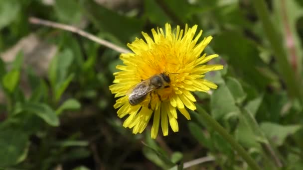Včela medonosná (Apis mellifera) na žluté květině. — Stock video