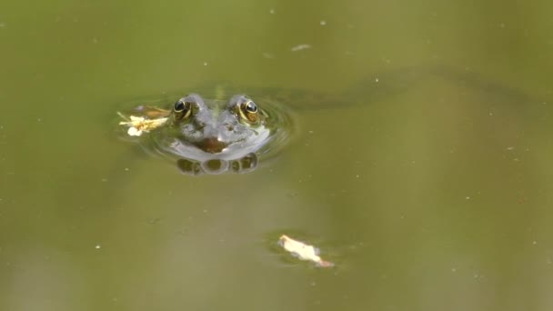 游泳池青蛙 (黑斑侧褶 lessonae) — 图库视频影像