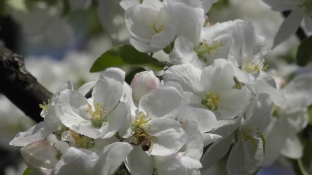 Abeja de miel occidental (Apis mellifera) sobre flores blancas . — Vídeos de Stock