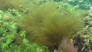 Kahverengi algler (Desmarestia viridis)